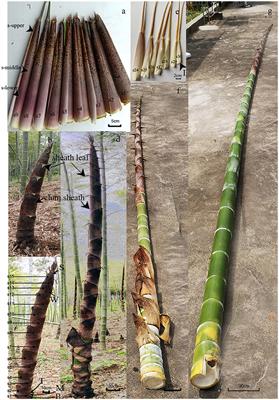 Spatiotemporal dynamic changes in transpiration in the shoot sheath and its relation to water transportation during rapid growth of Moso bamboo